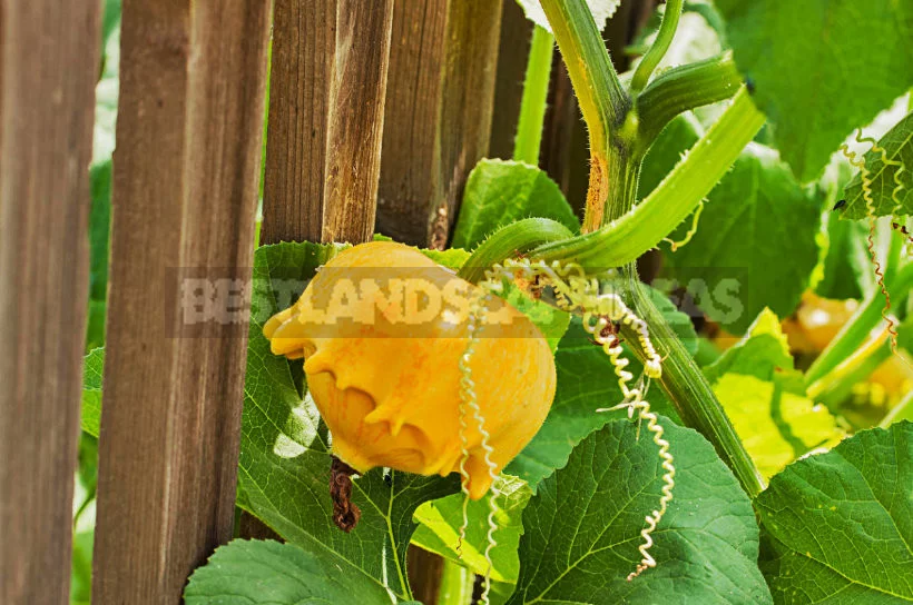 Patisson: Planting, Growing, Caring