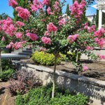 How To Plant And Care For Lagerstroemia Indica