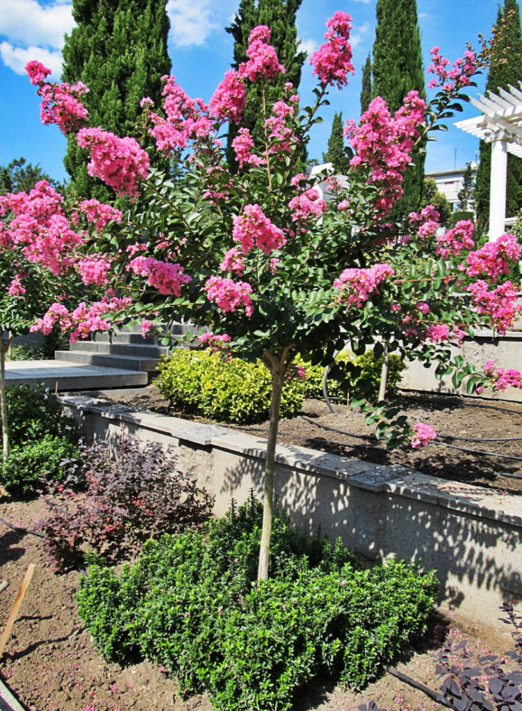 How To Plant And Care For Lagerstroemia Indica