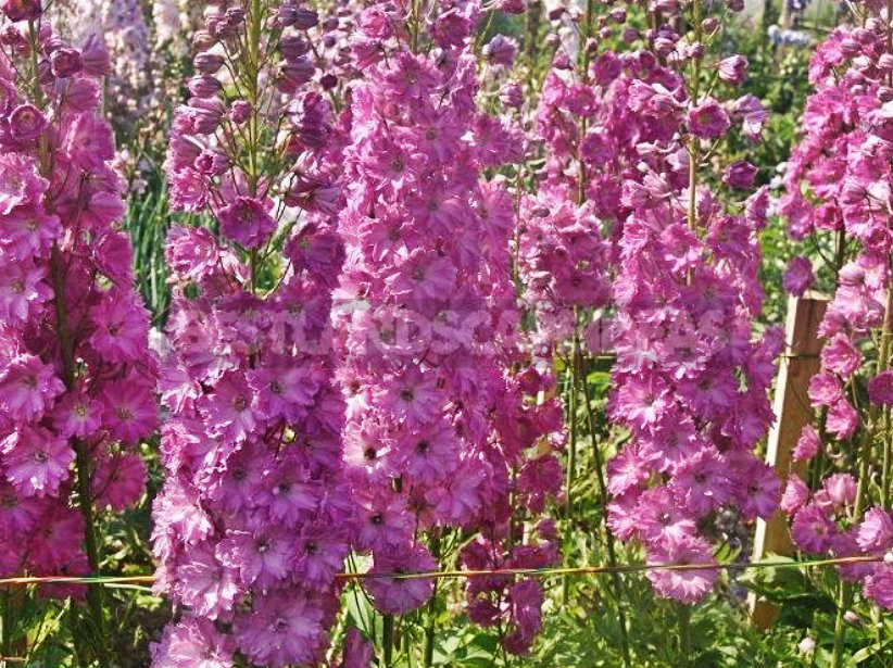 How To Plant And Care For Delphinium