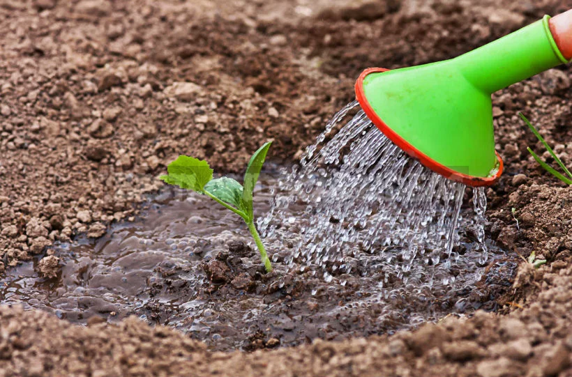 Patisson: Planting, Growing, Caring
