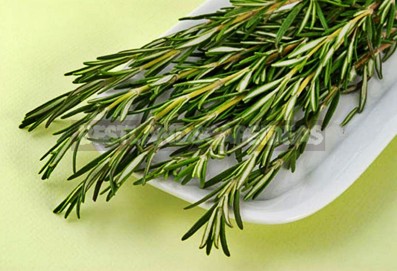 Growing Rosemary in the Open Ground