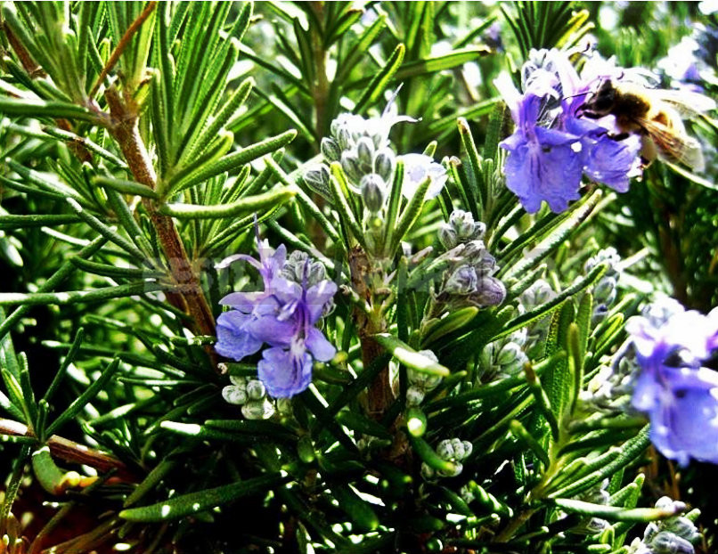 Growing Rosemary in the Open Ground