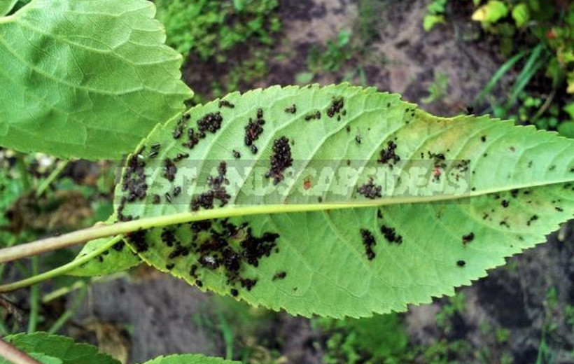 Baking Soda for Garden and Vegetable Garden: 22 Ways of Application On a Site