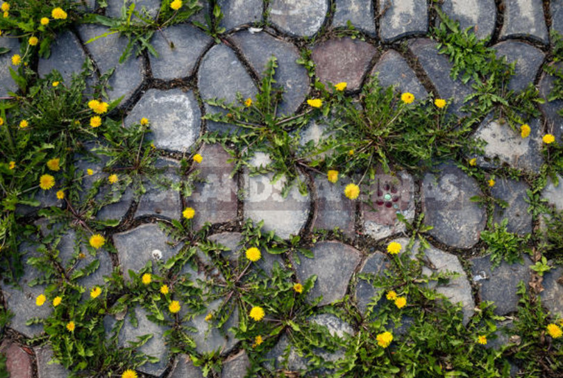 Baking Soda for Garden and Vegetable Garden: 22 Ways of Application On a Site