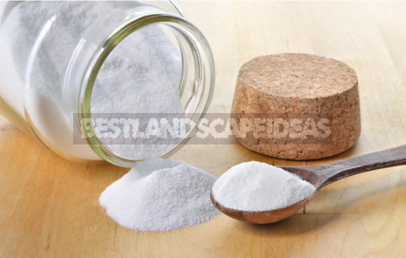 Baking Soda for Garden and Vegetable Garden: 22 Ways of Application On a Site