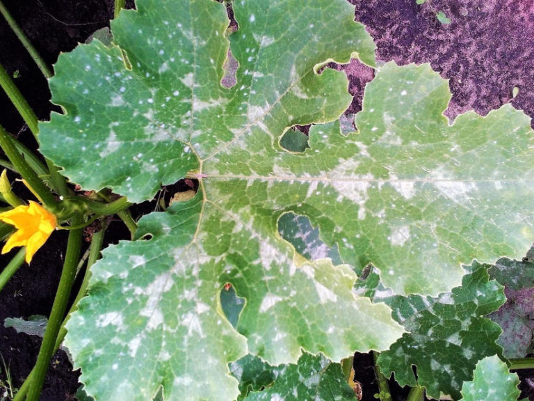 Baking Soda for Garden and Vegetable Garden 22 Ways of Application On