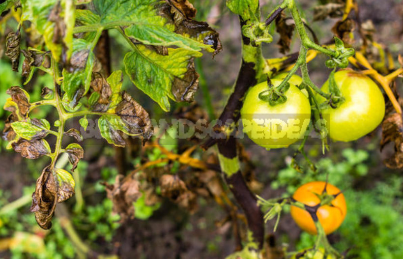 Baking Soda for Garden and Vegetable Garden: 22 Ways of Application On a Site