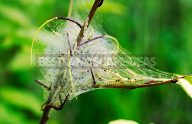 Baking Soda for Garden and Vegetable Garden: 22 Ways of Application On a Site