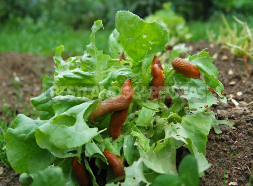 Baking Soda for Garden and Vegetable Garden: 22 Ways of Application On a Site