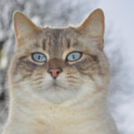 Cats Have a Holiday Soon! Are the Presents Ready?