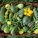 Choose the Best Varieties of Courgettes-Zucchini