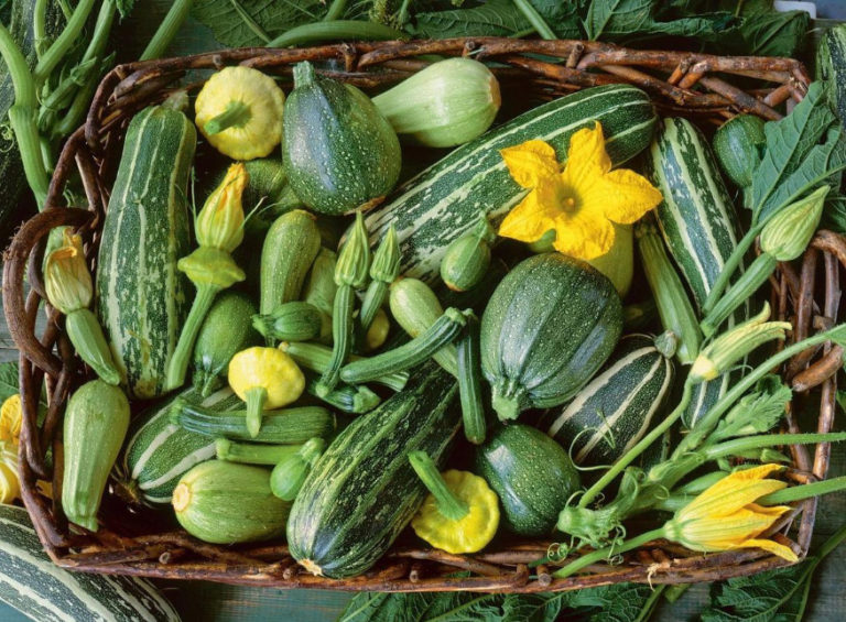 Choose the Best Varieties of CourgettesZucchini Best Landscape Ideas
