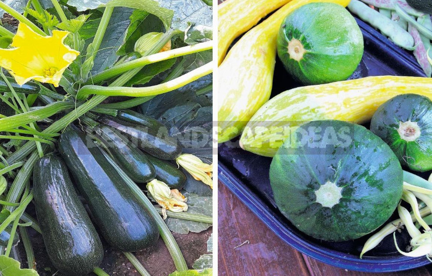 Choose the Best Varieties of Courgettes-Zucchini