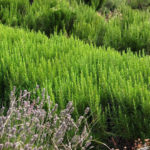 A Border of Herbs, Spices and Medicinal Plants