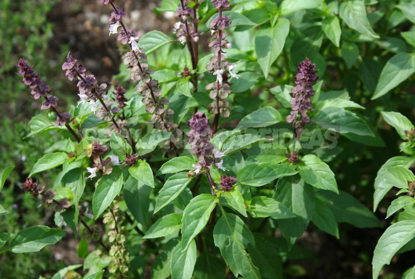 A Border of Herbs, Spices and Medicinal Plants