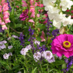 Annuals in the Garden: Species and Varieties of Annual Flowers (Part 2)
