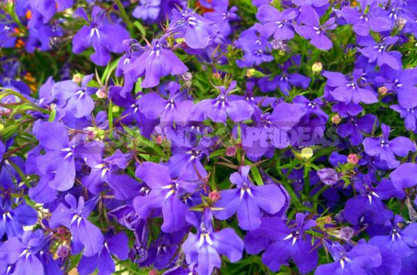 Annuals in the Garden: Species and Varieties of Annual Flowers (Part 1)