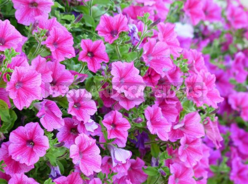 Annuals in the Garden: Species and Varieties of Annual Flowers (Part 1)