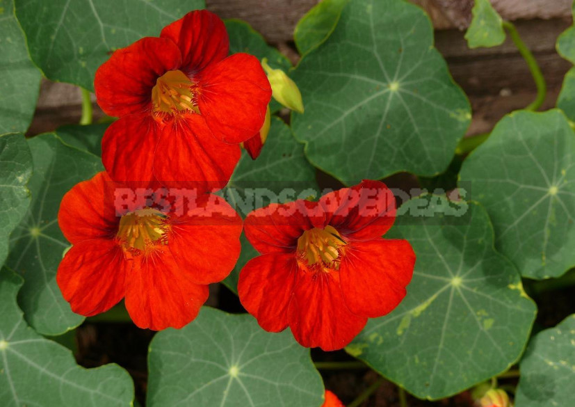 Annuals in the Garden: Species and Varieties of Annual Flowers (Part 2)