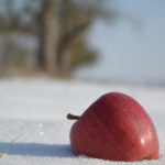 Snow Retention in the Garden: is it Necessary to Delay the Flowering of Fruit Trees?