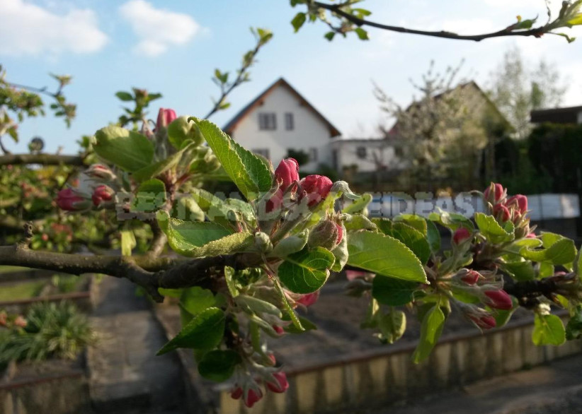Snow Retention in the Garden: is it Necessary to Delay the Flowering of Fruit Trees?