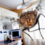 The Disappearance of Insects-a Symptom of the Beginning of Mass Extinction