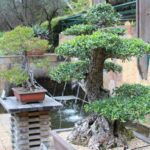 Garden Bonsai: Japanese Motifs in the Garden