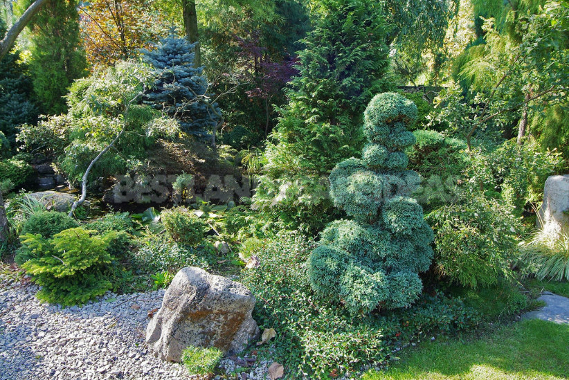 Garden Bonsai: Japanese Motifs in the Garden - Best Landscape Ideas