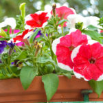 How to Choose Petunia Seeds