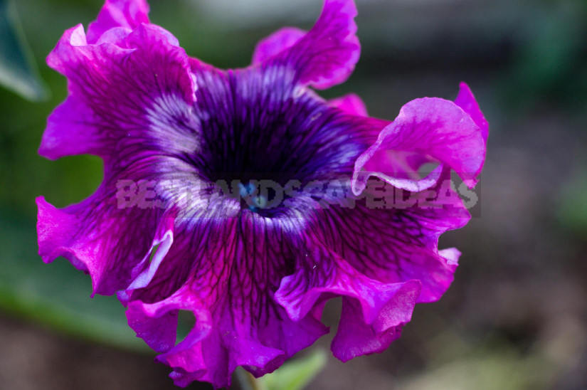 How to Choose Petunia Seeds