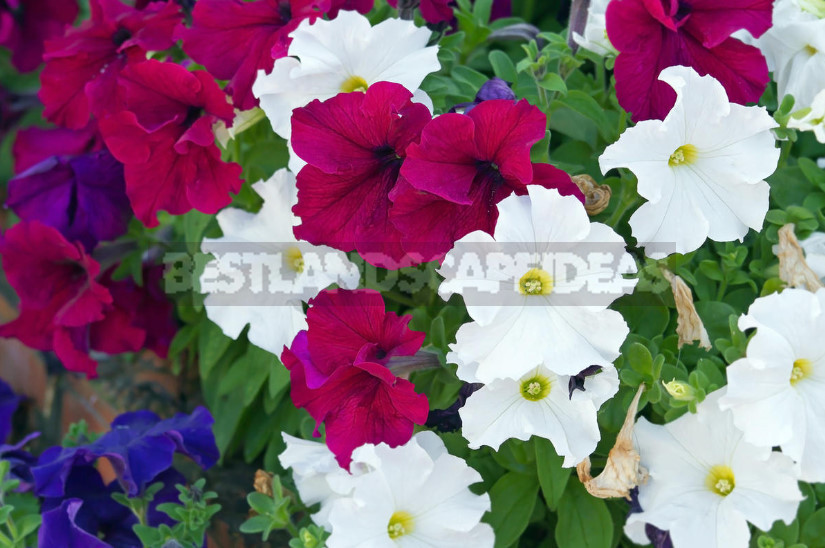 How to Choose Petunia Seeds