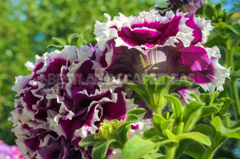 How to Choose Petunia Seeds