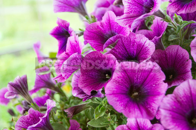 How to Choose Petunia Seeds