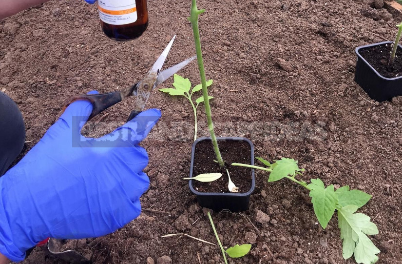 How to Plant Overgrown Tomato Seedlings