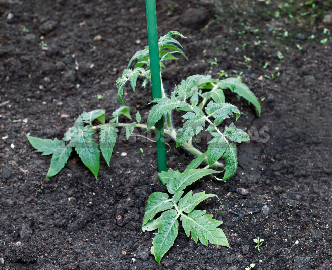 How to Plant Overgrown Tomato Seedlings