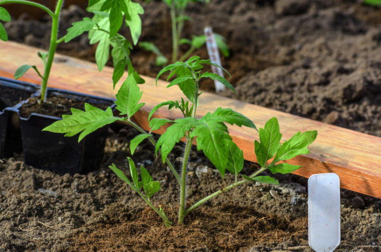How to Plant Overgrown Tomato Seedlings Best Landscape Ideas