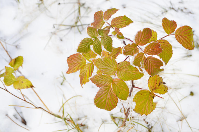 Raspberry Care in Winter and Spring Help With Freezing Best Landscape Ideas