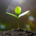How to Save Seedlings From Boxes Before Planting