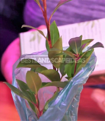 How to Save Seedlings From Boxes Before Planting