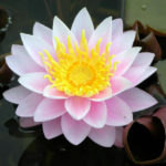 Nymphaea: Varieties and Growing Problems In Cold Climates