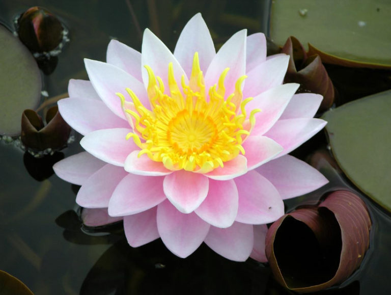 Nymphaea: Varieties and Growing Problems In Cold Climates - Best ...