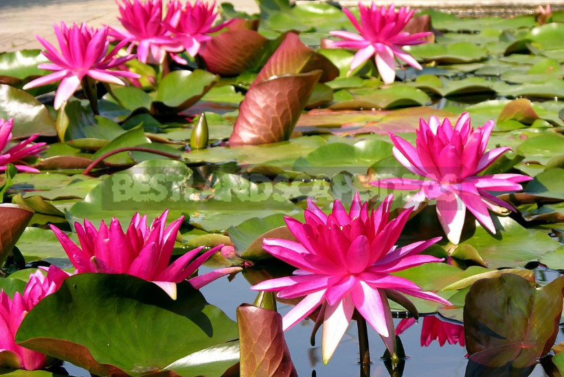 Nymphaea: Varieties and Growing Problems In Cold Climates