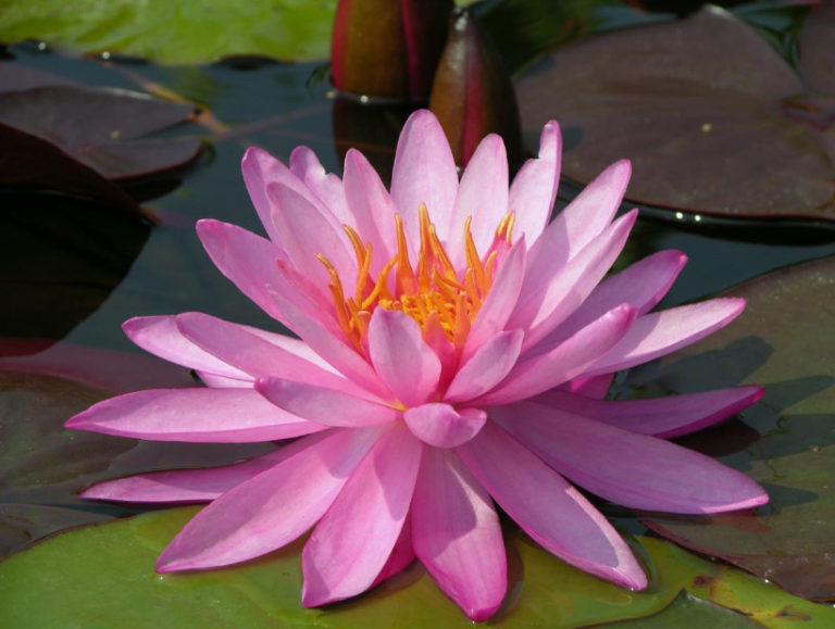 Nymphaea: Varieties and Growing Problems In Cold Climates - Best ...