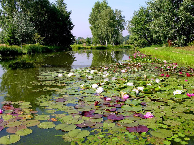 Nymphaea: Varieties and Growing Problems In Cold Climates