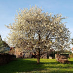 Old Apple Trees Through the Eyes of a Landscape Designer (Part 1)