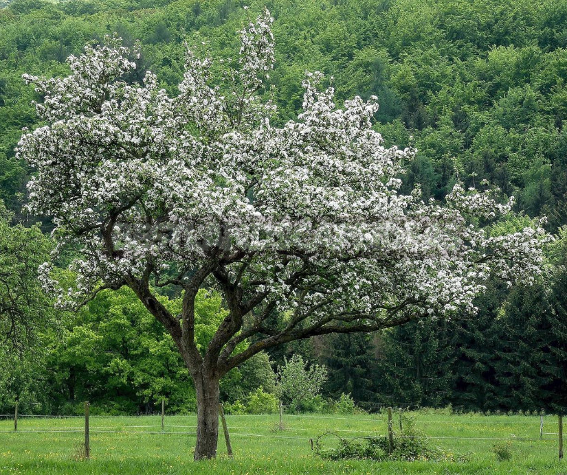 Old Apple Trees Through the Eyes of a Landscape Designer (Part 2)