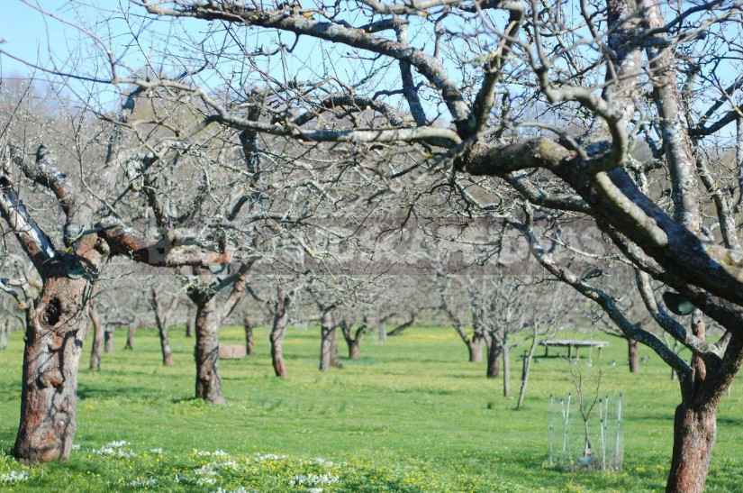 Old Apple Trees Through the Eyes of a Landscape Designer (Part 1)