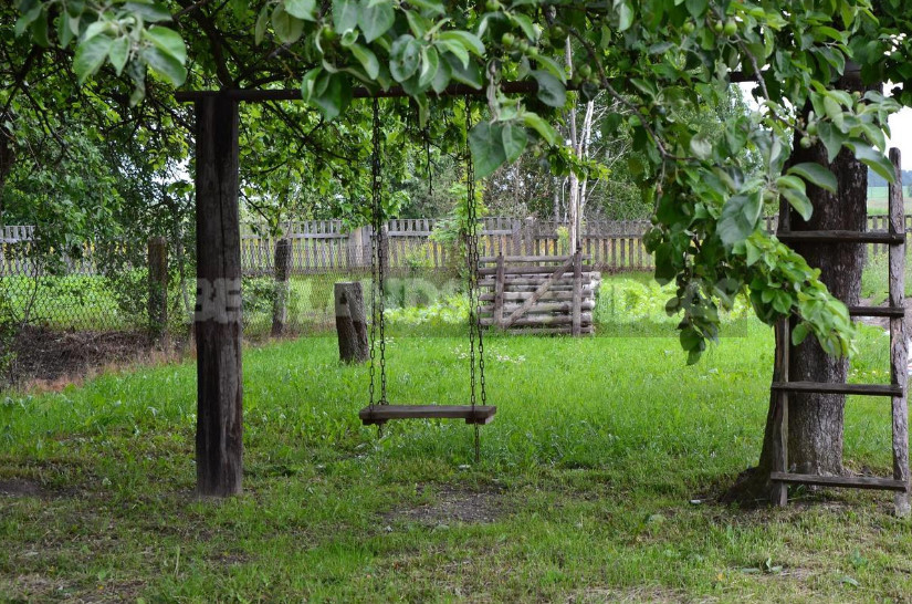 Old Apple Trees Through the Eyes of a Landscape Designer (Part 1)