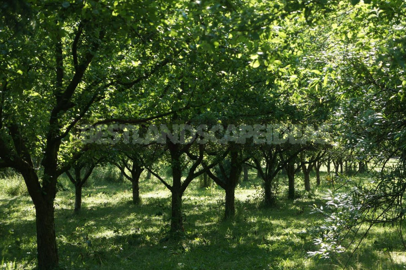 Old Apple Trees Through the Eyes of a Landscape Designer (Part 2)